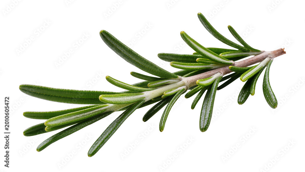 Fototapeta premium Fresh green rosemary sprig with needle-like leaves, isolated on transparent background