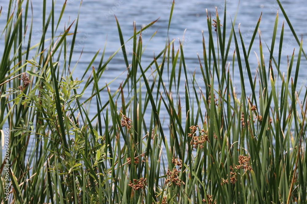 Obraz premium Amazing native plants in the genus Schoenoplectus, Typha, and Salix are often dominant in the few remaining natural permanently moist riparian shorelines of Coastal Los Angeles County.