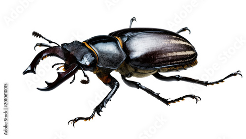 Quadro su tela Large Stag Beetle with Curved Mandibles and Dark Exoskeleton