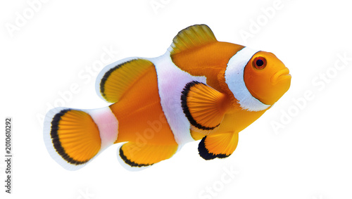 Quadro em tela Orange white striped clownfish swimming close up view