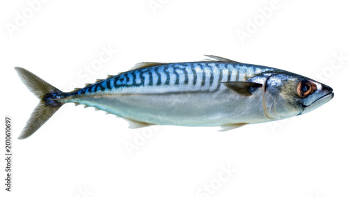 Φωτογραφία Silver Atlantic Mackerel Fish with Dark Eyes and Scales