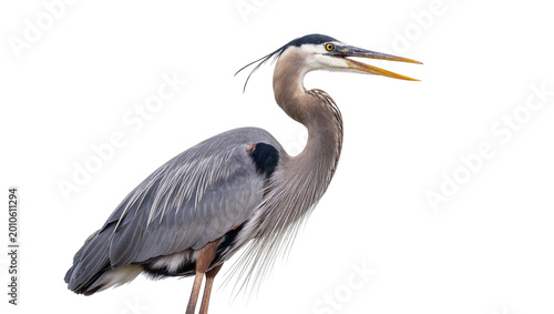 Tableau sur toile Blue Great Heron Standing Profile View with Long Neck and Beak