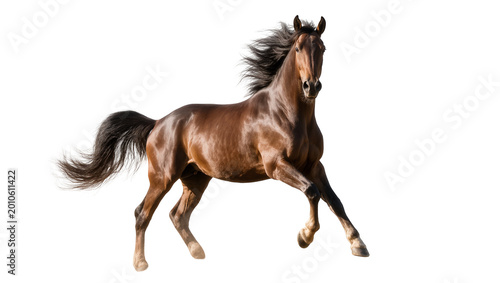 Bilde på lerret Dark bay galloping horse with flowing mane and tail