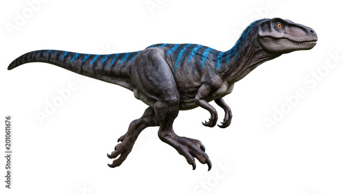 Fotografía Blue striped Velociraptor dinosaur running with sharp claws
