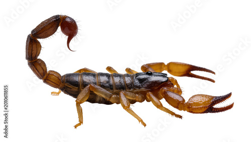 Photos Dark brown scorpion with curved tail and orange legs