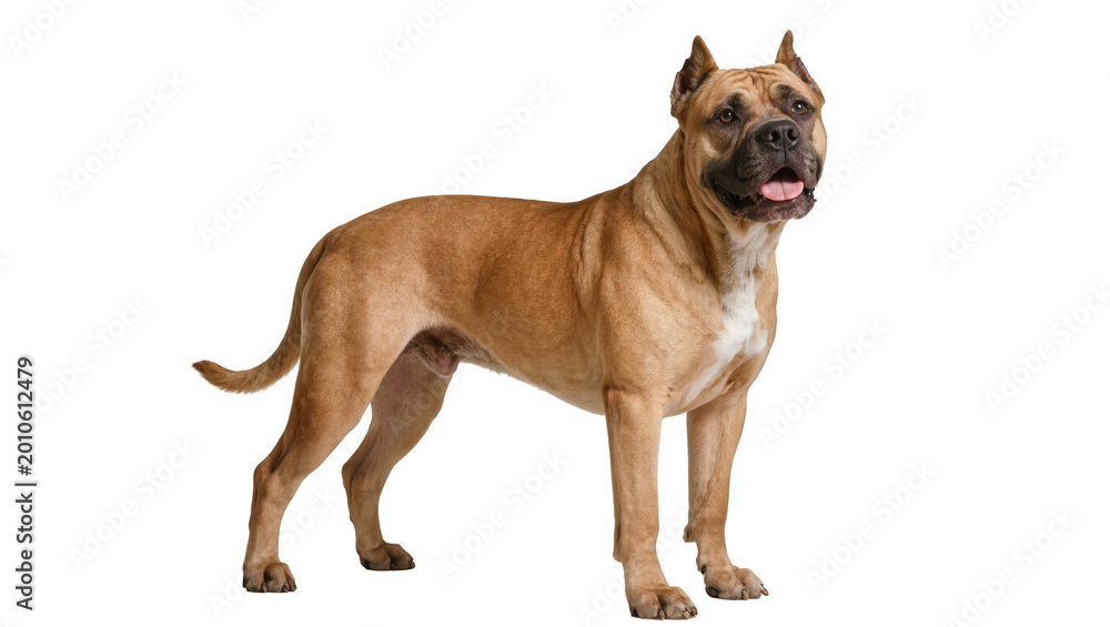 Fototapeta premium Brown brindle Cane Corso dog standing alert full body portrait
