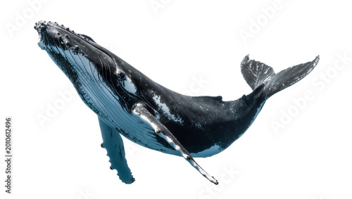 Quadro su tela Large Humpback Whale Swimming with White Underbelly and Gray Markings