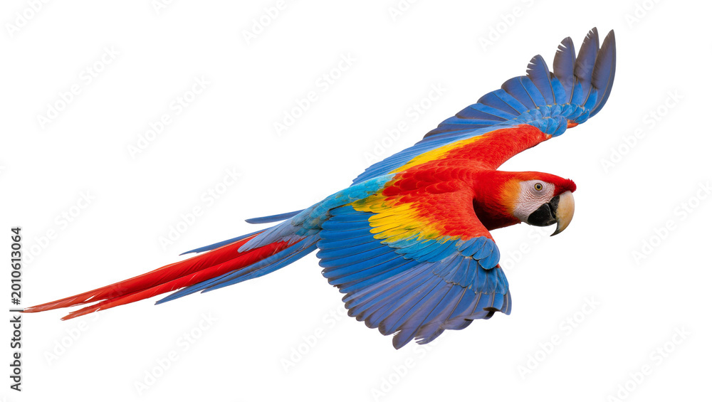 Obraz premium Vibrant flying Scarlet Macaw parrot with red tail and blue wings
