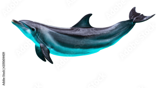 Foto Blue Green Sleek Dolphin Swimming Sideways with Fins and Dorsal Fin