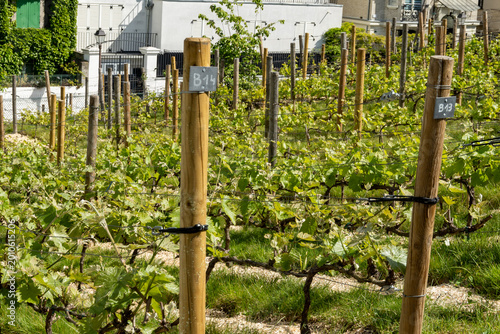 Fotografía Winemaking in Paris, little terraced Vineyard on Montmartre hill, oldest and mos