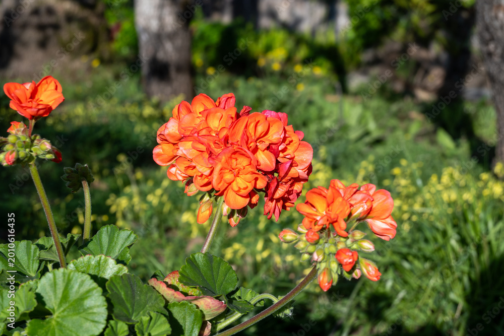 Fototapeta premium Blosson of red geraniums garden flowers in summer garden