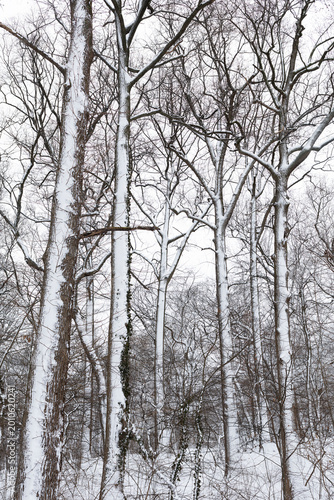 Snowy covered trees