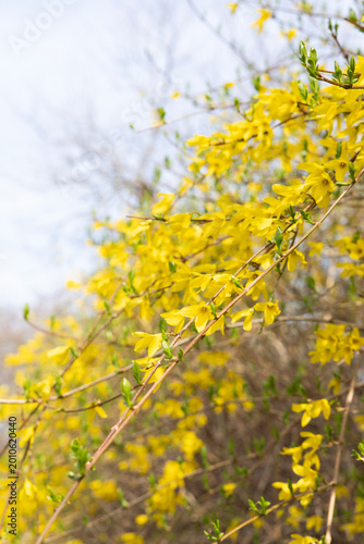 Yellow flowers in bloom in New York City in Spring season