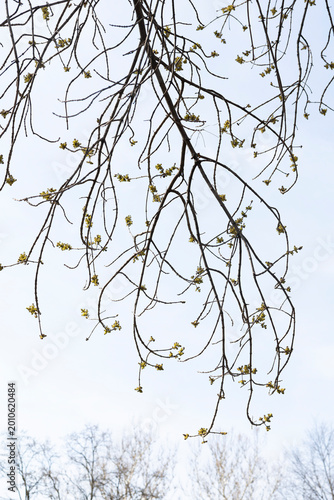 Bare branches in spring season in New York City