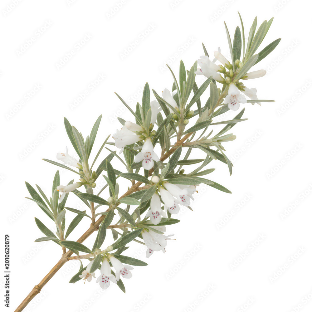 Fototapeta premium Westringia fruticosa branch with white flowers isolated on a transparent background