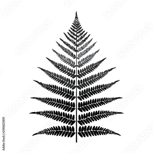 Black and white fern frond illustration isolated on a white background
