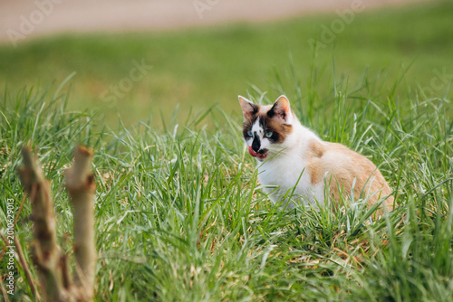 Foto Domestic cat licking lips camouflaged in green grass