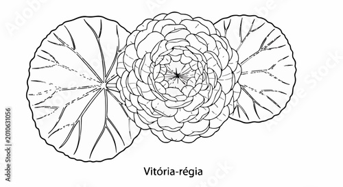 Vector illustration of a Victoria regia water lily in black and white with a floral pattern in a natural decorative style.