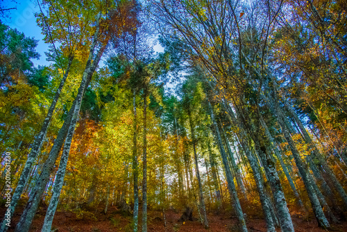 autumn in the forest