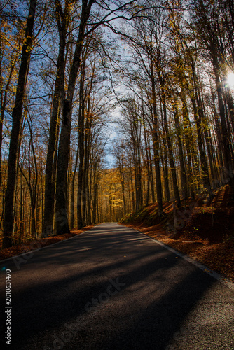 road in autumn forest