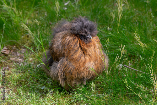 Nancy, France - April 28th 2026 : View on a female Silkie in a henhouse in a park in the city of Nancy.