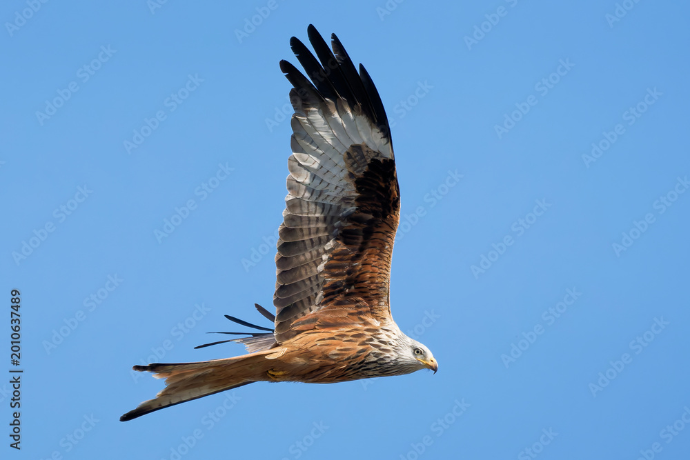 Fototapeta premium Red Kite at flight