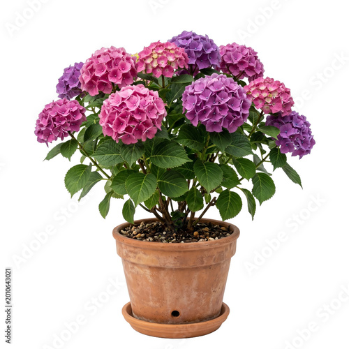 Beautiful potted hydrangea plant with pink and purple blooms in a terracotta pot