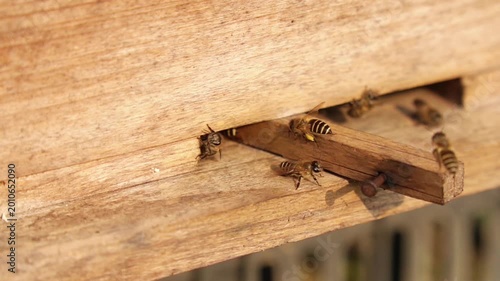 Honey Bees Entering Wooden Beehive