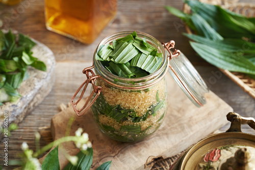 Bilde på lerret Glass jar filled with chopped ribwort plantain syrup leaves and sugar to prepare