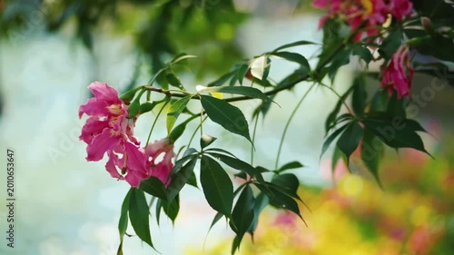 Pink Bougainvillea Flowers Beside Rippling River Water
