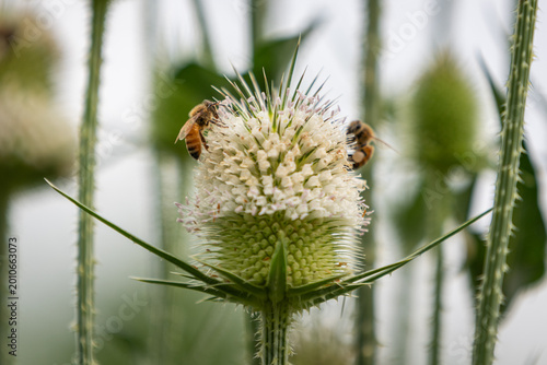 Photography Two honey bees work together to pollinate a white-flowering Cutleaf Teasel plant