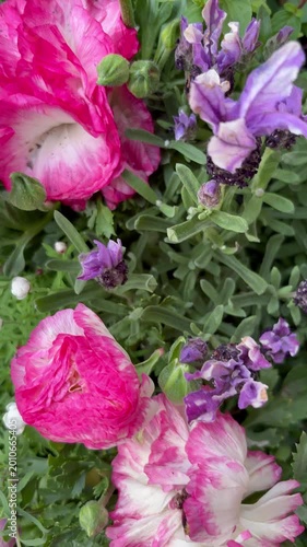 Slow slider shot of red and pink ranunculus flowers in various shapes