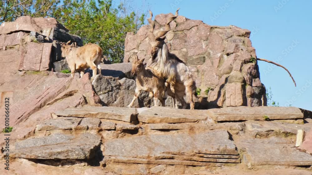 Madkhor Ritual Markhor Capra Falconeri Mating On Rocky Terrain. Pair of markhor goats ...