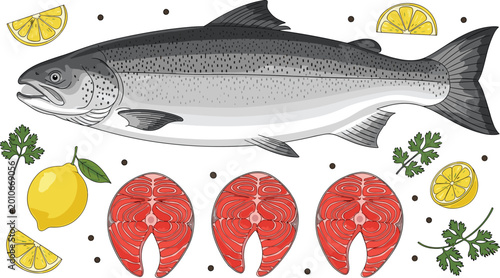 Photos Whole salmon with steaks and garnish vector set