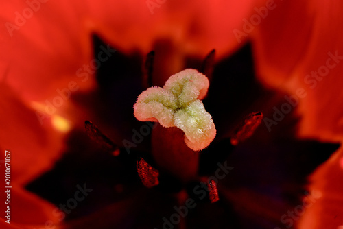 Foto Extreme close-up macro of tulip stigma and black star center