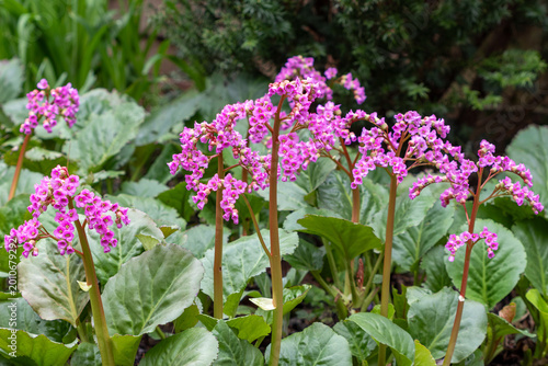 Tableau sur toile pink Bergenien (Bergenia) im Frühlingsgarten