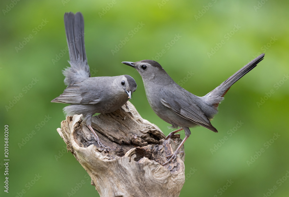 Fototapeta premium male and female catbirds