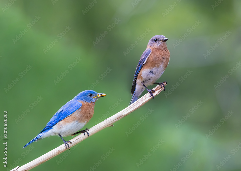 Fototapeta premium male and female bluebirds on perch