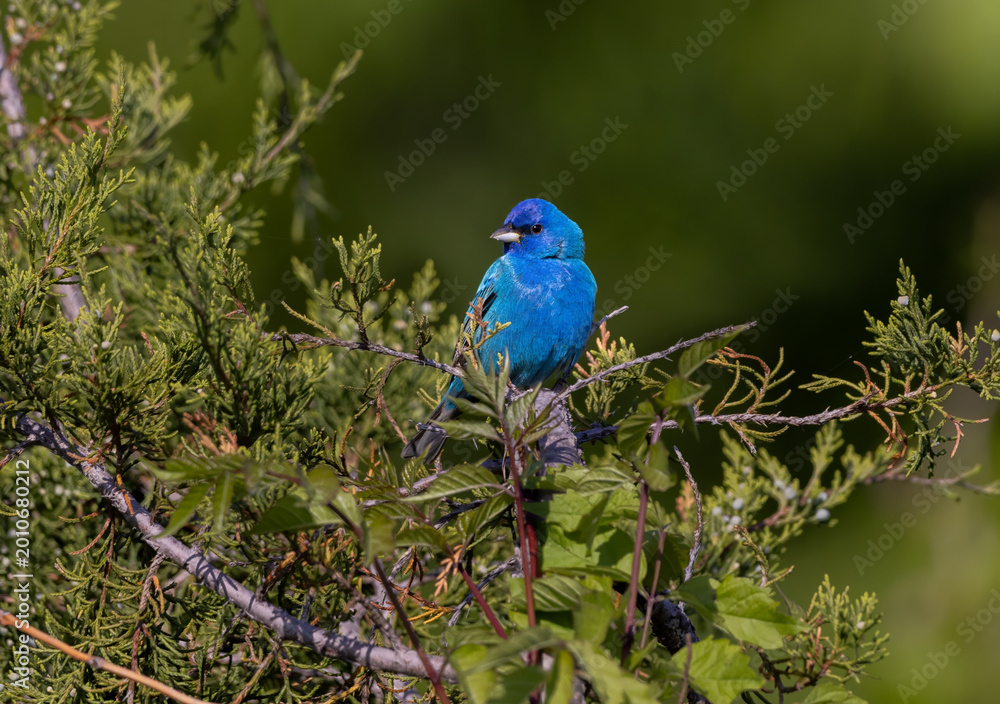 Fototapeta premium indigo bunting in cedar tree
