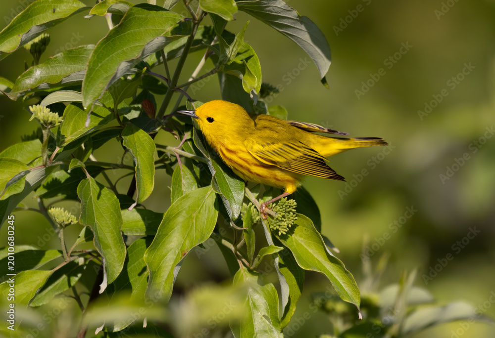 Fototapeta premium yellow warbler