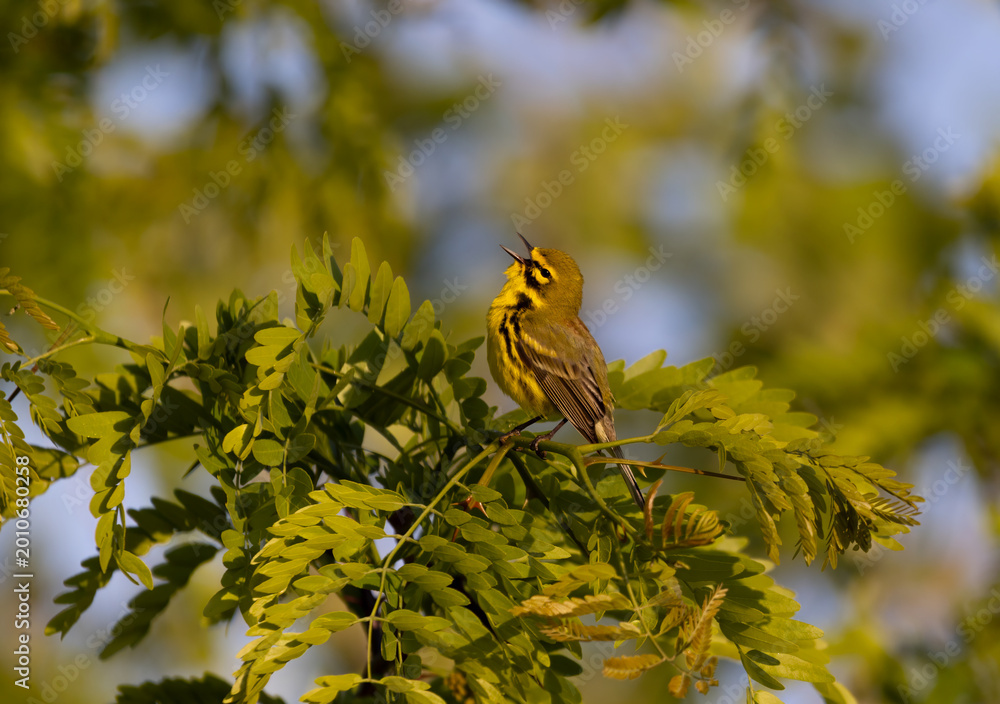 Fototapeta premium prairie warbler singing