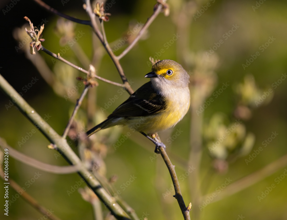 Fototapeta premium white eyed vireo