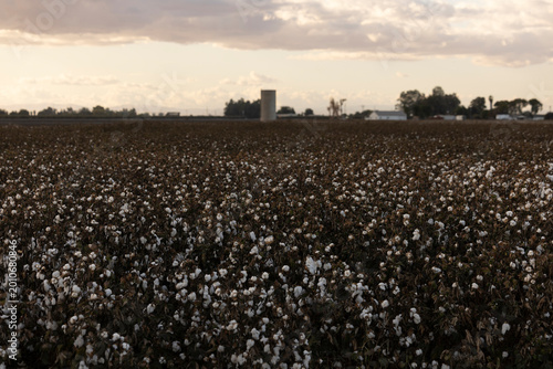 Mature fiber cotton plants stand in a field at sunset in Dos Palos, California, USA.