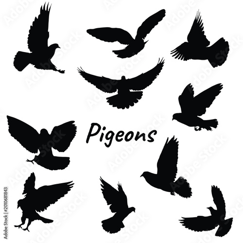 Pigeon bird silhouettes vector graphic