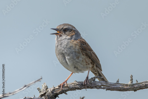 Dunnock (Prunella modularis)