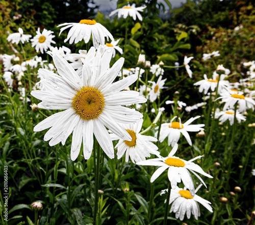 Konstfotografi Shasta Daisies in the Field