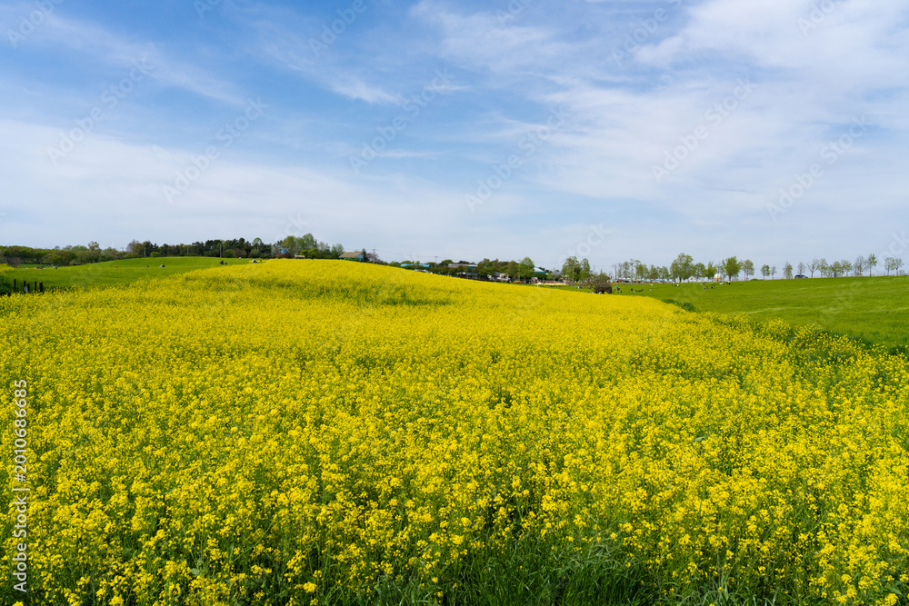 Obraz premium Panoramic View of Yellow Canola Farm