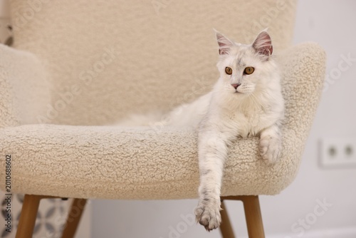 Foto Cute Maine Coon cat on armchair at home, space for text
