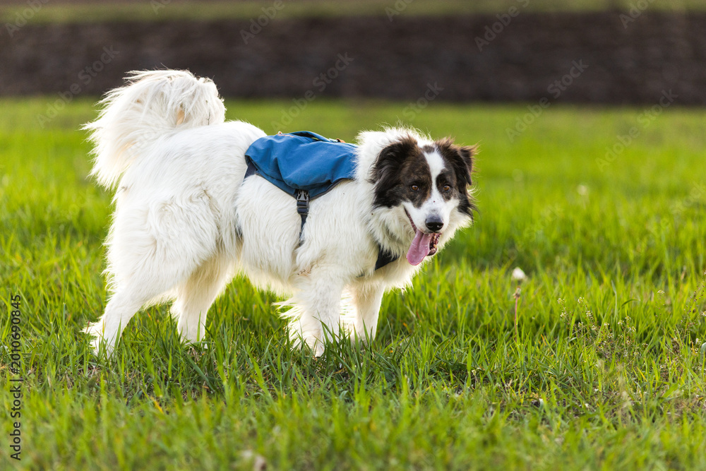 Fototapeta premium happy white dog on green meadow