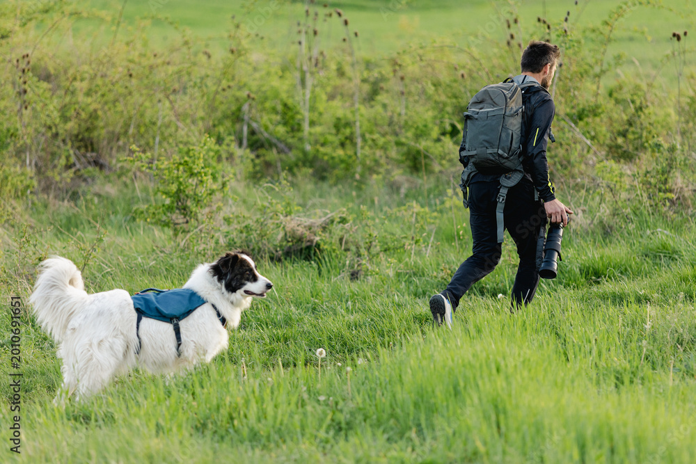 Fototapeta premium happy white dog on green meadow